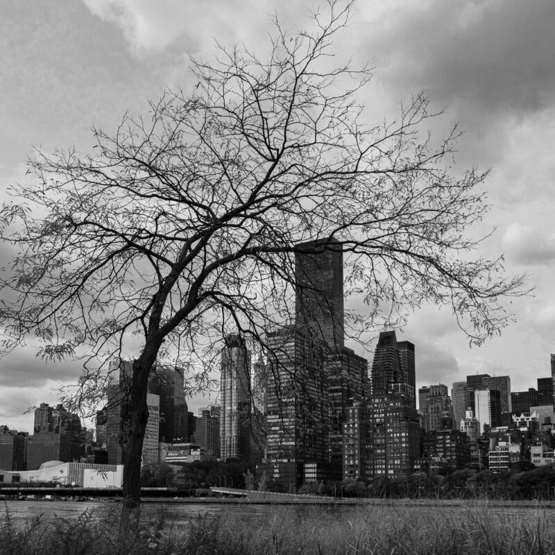 Lonesome Tree