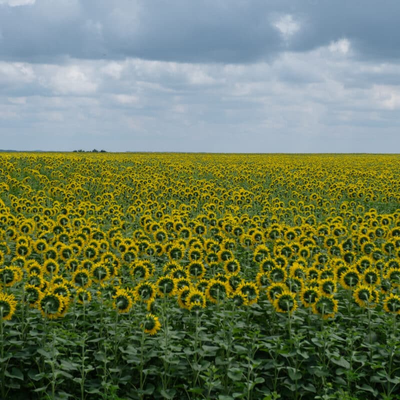 Sunflowers