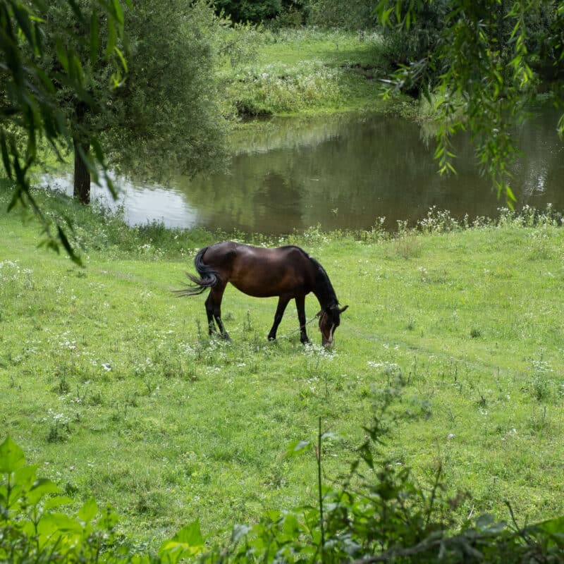 Horse With No Name